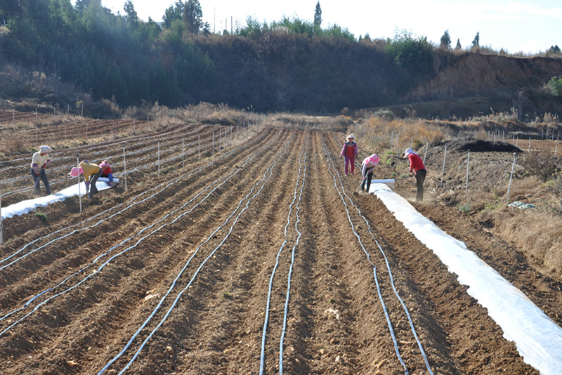 С��������Ĥ�µι�����