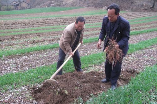 �������壺��ǧ���굤���������� �������չ�