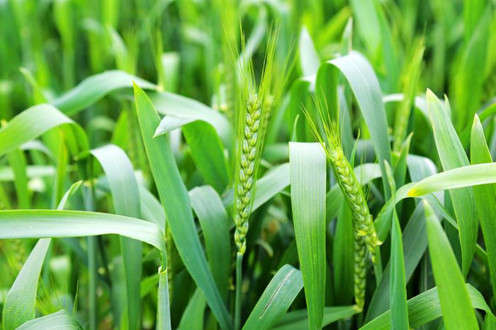 ����ʡũ�����ģ���ǿС�󴺼���� ���������������2