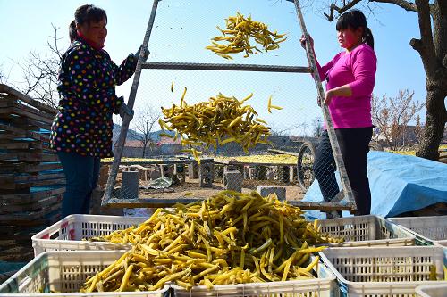 3��25�գ�ɽ����ׯ��ˮȪ���������������ظ�Ů����ɹ�õĵع���װ�䡣