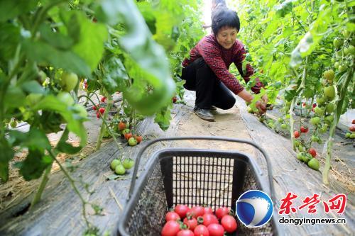 ɽ��������ʥŮ��ϲ����� ��Ʒ���۹���Ӧ��