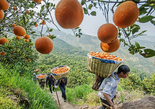湖北脐橙之乡新品“红肉脐橙”收获上市