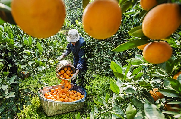 3月25日,湖北省宜昌市秭归县郭家坝镇牛岭村的农民在采摘“红肉脐橙”。
