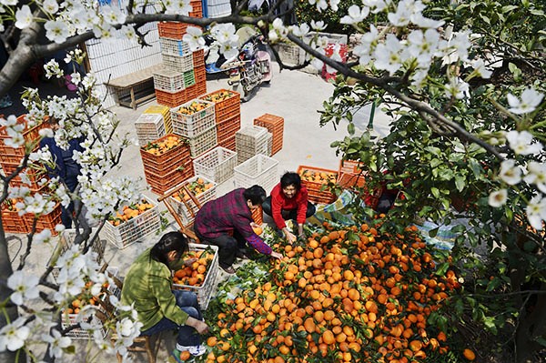3月25日,湖北省宜昌市秭归县郭家坝镇牛岭村的农民在采摘“红肉脐橙”。