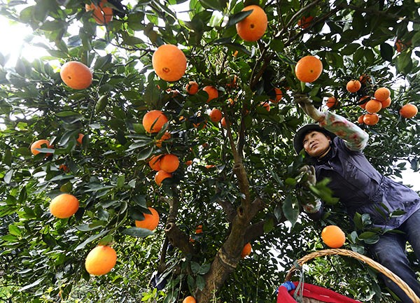 3月25日,湖北省宜昌市秭归县郭家坝镇牛岭村的农民在采摘“红肉脐橙”。