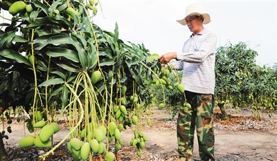海南陵水:五岭村芒果飘香