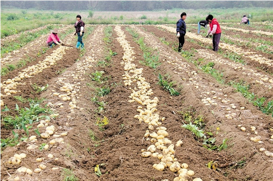 广东开平市将薯仔存入冷库错峰上市