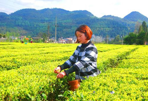 湖北来凤县:春茶上市茶农增收
