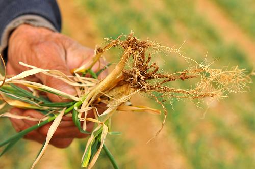 3月29日,山东省青州市云门山街道卢店村一农民展示因干旱而枯萎的麦苗