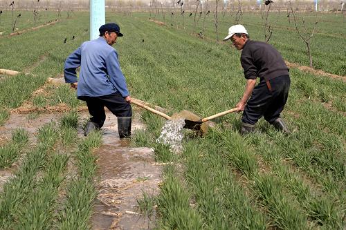 3月29日,山东省聊城市茌平县贾寨镇农民用井水灌溉小麦