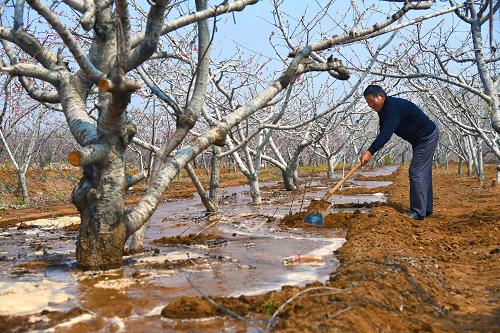 3月29日,山东枣庄市山亭区西堌城村农民在浇灌桃树。