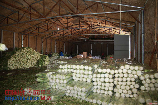 河北乐亭白菜出口俄罗斯 村民致富乐融融