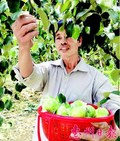 天气给力广东惠州青枣丰产价高