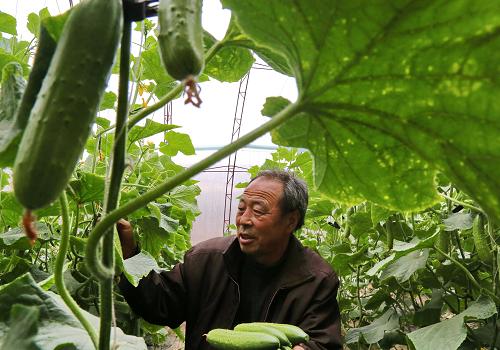 �ӱ�����ɫ�߲˹�ģʽ��ֲ������ũ�徭�÷�չ