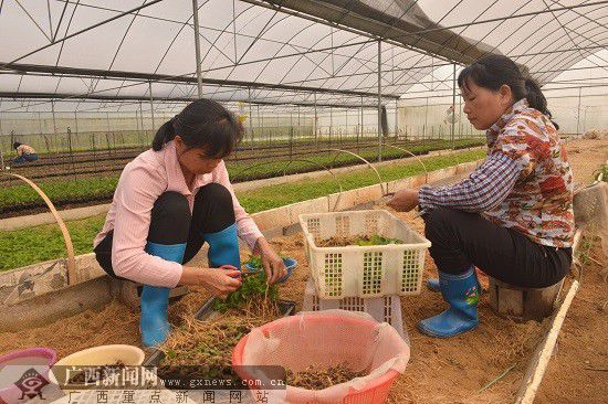 �������ף����Ҵ���ҩ���� �²�ҵ�¸�ǰ����