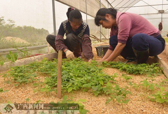 ��ֲ��ҩ�ĵڶ���������ҩ������С���ѿ����