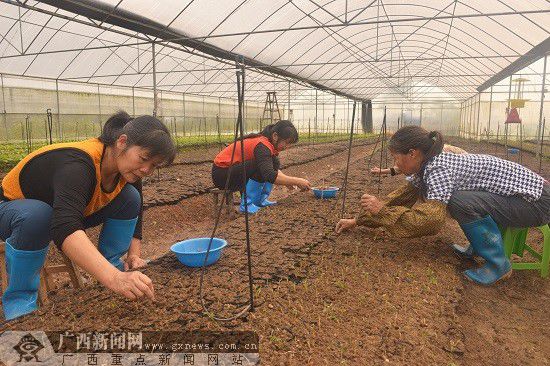 ��ֲ��ҩ�ĵ�����������������Ӫ������