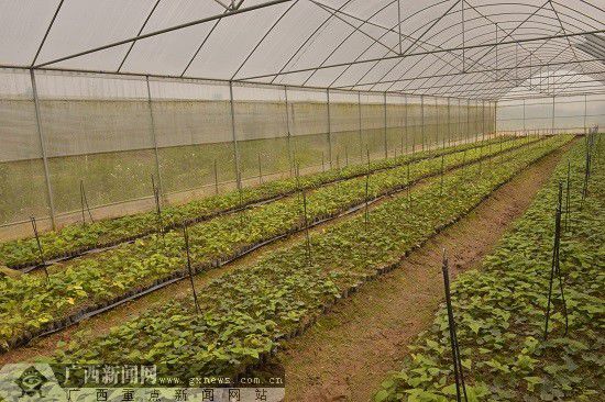 ��ֲ�в�ҩ�����Ҵ���һ�ǡ�