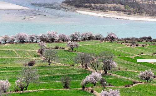 西藏林芝桃花盛放 喜迎八方来客
