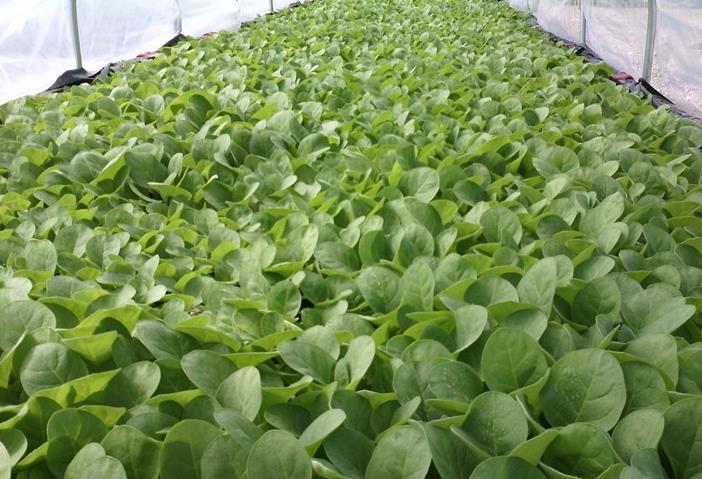 ������Ϫ�ж�ɽ��С�ֵֽ����糤������