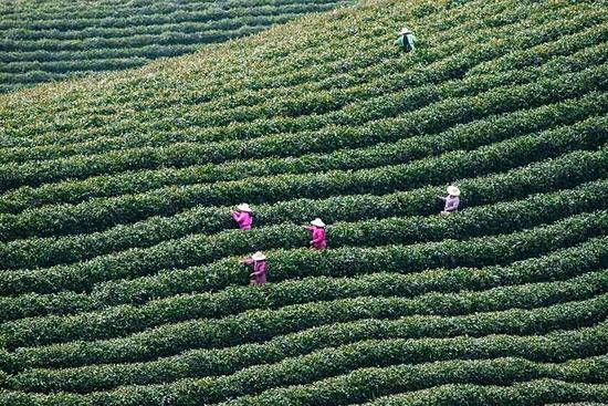 �������ڲɲ蹤�����ڲɲ�