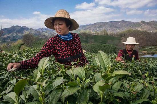 �������ڲɲ蹤�����ڲɲ�