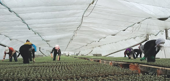梅里斯达斡尔族区成黑龙江齐齐哈尔市最大蔬菜种植合作社