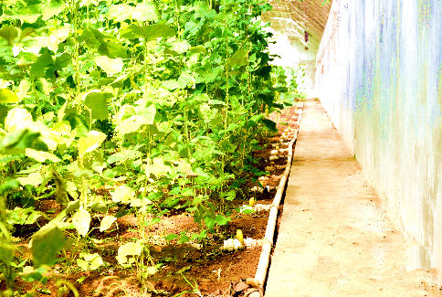 ɽ¶«Æ½ÒØÏØ£ºÒÊÃÉÀÏÇøÍòĶÉèʩũҵÖúÅ©¡°¾ò½ð¡±