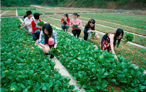 ݽɫũҵʾ ĩʵ桰͵ˡ