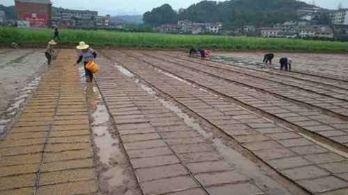 �����ֳ�