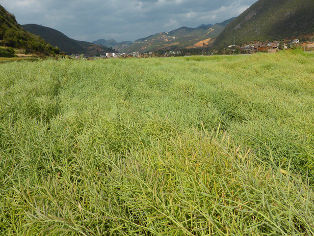 �����������ͷ�������