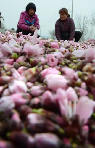 4��6�գ�ɽ��ʡ��Դ����������ׯ���ũ������ɹ��ժ���һ���