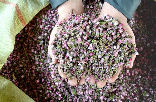 4��6�գ�ɽ��ʡ��Դ��������ï�������ũ���ڷּ�濾�����һ���