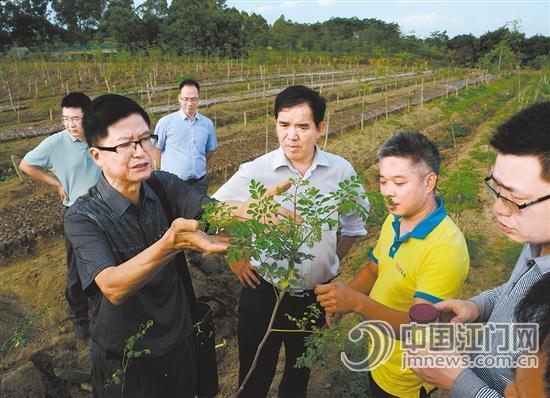农业专家关注广东恩平辣木种植:辣木根和茎可做大文章