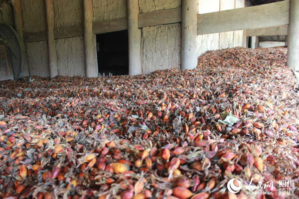 四川广元栀子丰收愁煞村民:春季雨水多 晾晒成难题