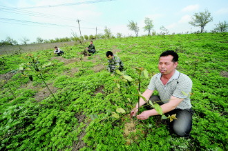 贵州丹寨中药材种植开辟致富路