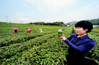 丹寨清华启迪科技园采用科技手段将名贵中药材铁皮石斛附种于茶树上,创造我省茶的新品种“铁皮石斛伴生茶”。
