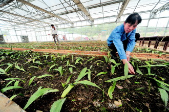 丹寨县兴仁镇兴仁村村民黄梅(右一)在昌昊金煌(贵州)中药材有限公司打工培植中药材每个月工资比在外打工还要高出20%.