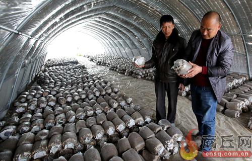 ��������ʳ�þ���ֲ������