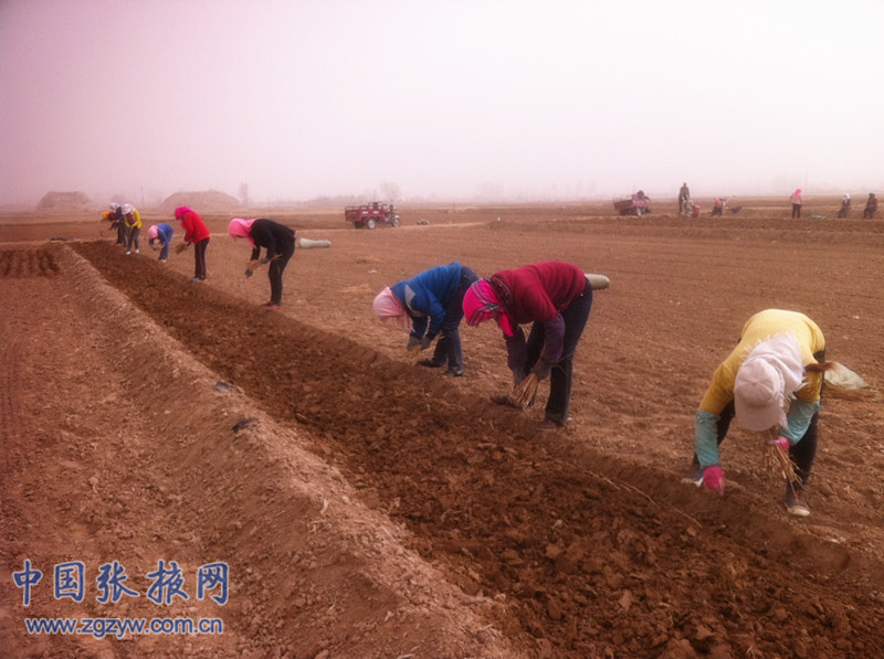 �����̨���ճ���ũ����ҩ����ֲ�ظ�·