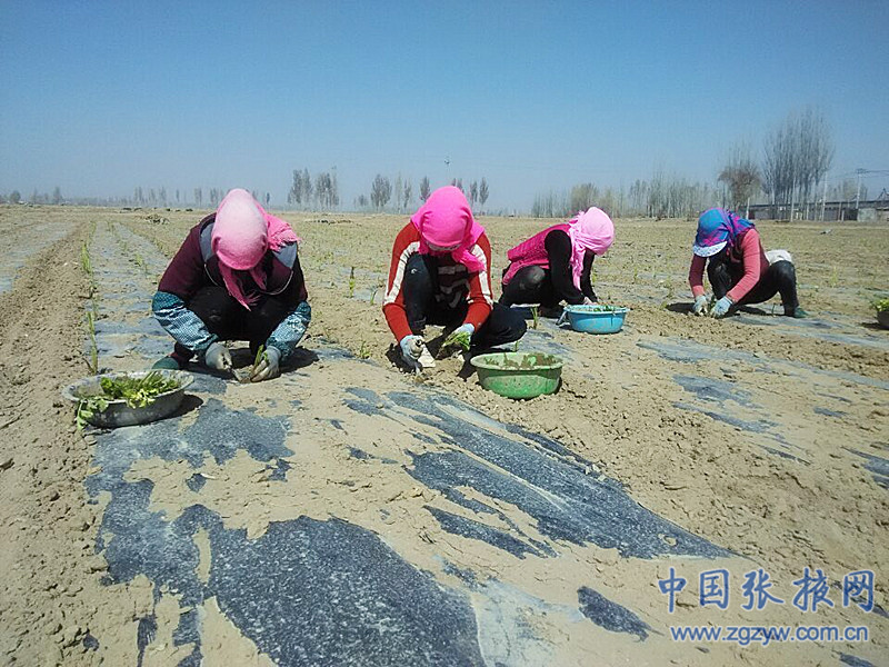 �����̨�����ճǵ�����ҵ�ṹ��ũ����