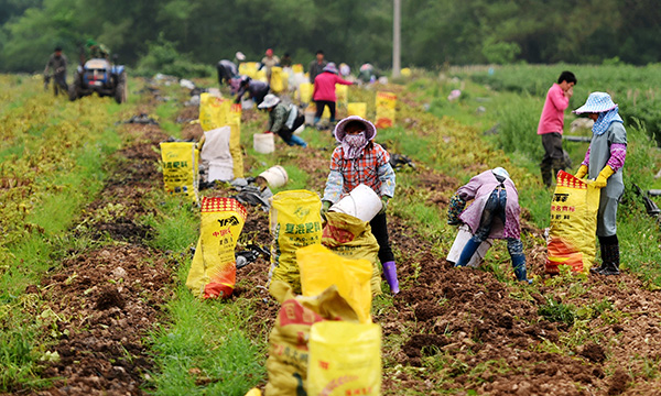 广西宁明推进马铃薯生产种植