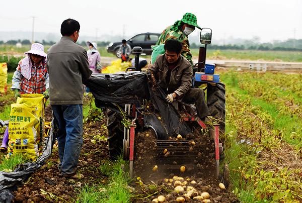 4月9日,一台收获机在宁明县明江镇洞廊村300多亩连片马铃薯高产示范基地收获马铃薯。