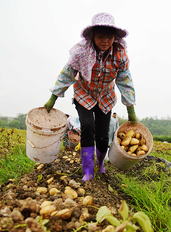 4月9日,宁明县明江镇东街社区的一名妇女收获马铃薯。