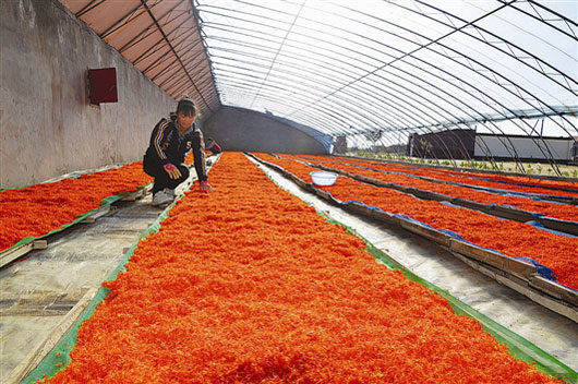 ���ɹ�����ҩ����ֲ������