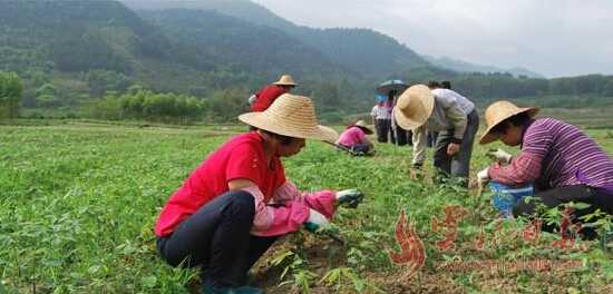 㶫ƸƳǰ򷢲ֲǰ ֹģ100