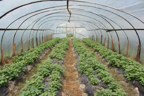 福建明溪:示范推广福菜薯18号