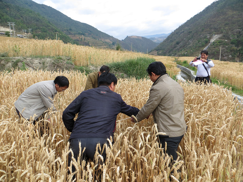 云南凤庆县2015年小麦高产创建通过市级复测验收