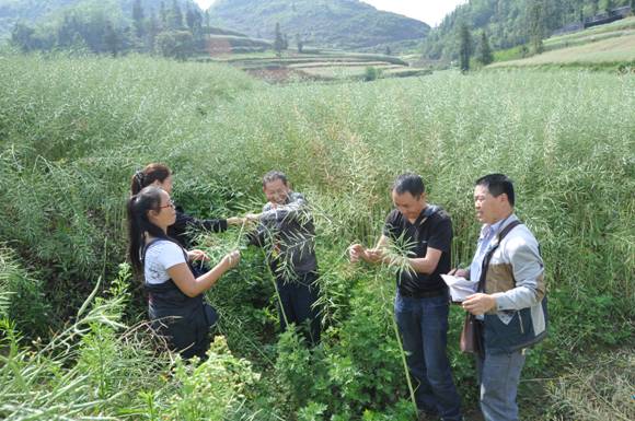 ����������2014���Ͳ˸߲�������Ŀͨ���ؼ�����