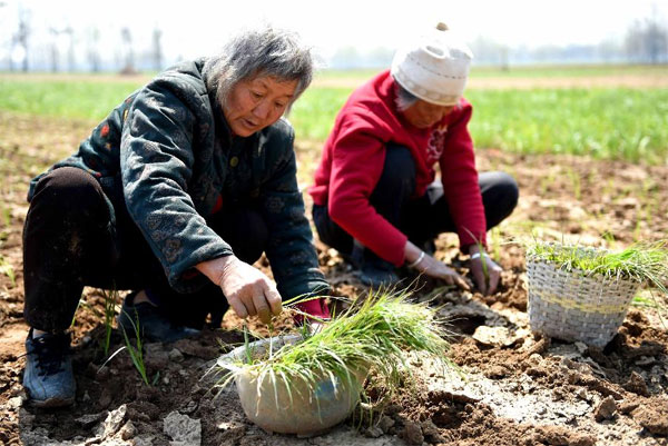 ����������ҩæ